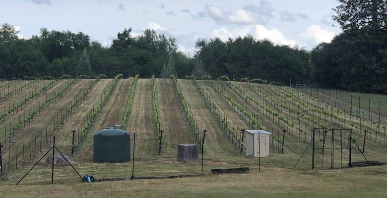 Peaceful Vineyard Camping Camping
