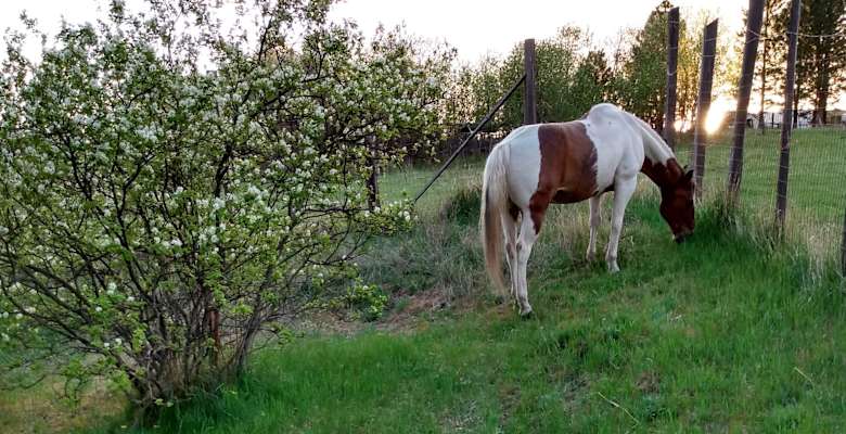 Parkside Mountain Ranch Camping