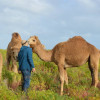 Camel Farm - Shady 1