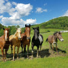 Horse Pasture Campsite