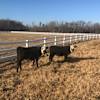 Cavvietta Quarter Horse & Cattle Co