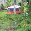 Camp Banyan
