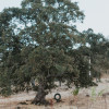 Tree Swing Campsite - GRPF #5