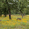 Ardor Wood Farm Camping