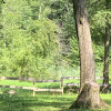 Horse Trailer Camper in Forest