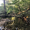 Backpacking Site 1 - Signal Tree