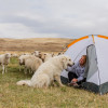 Tin Willows Milk a Sheep Camp