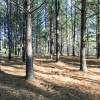 Pine Forest Tent Sites Walk-in