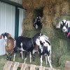 Goats and Alpacas at Falkor Ranch