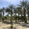 Desert Medjool Date Ranch