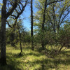 Wooded oak and pine trees