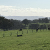Adelaide Hills Working Cattle Farm
