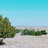 Whispering Wind Desert Oasis
