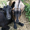 Goats and Birds at Hideaway Farm