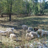 Brookhaven Mill Farm-Sleep w/Sheep!