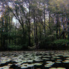 Swamp Castle Campground- Primitive