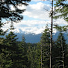 Towering Tamaracks
