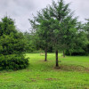 The Cedars - (Group Site)