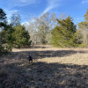 Native Texas Forest