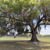 Under The Big Oak Tree