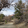 Pine Forest Overlook