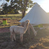 Alpaca camping 