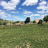 Horse Feathers Pony Ranch