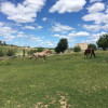 Site 1 - Horse Feathers Pony Ranch