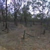 Whroo Ironbark Forest
