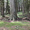 Group Campsite: Old Growth Forest in Terrace, BC