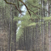 Piney Woods Plantation