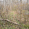Carolinian Forest Twin Creeks