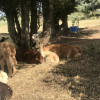 Husky Alpaca Ranch