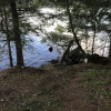 Lakeside Birch grove