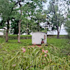 Kamani Creek