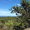 Jarrah Camping Area