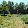 Back 2 Zen - Tent Forest Camping