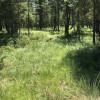 Pine forested area