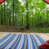 Scotch Forest tent platform