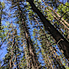 Forest camping