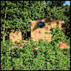 Cob House Homestead