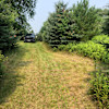 Pine Forest Camping