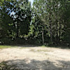 Pine Tree Paradise