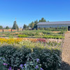 Cabbage Hill Flower Farm
