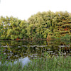 A Peaceful Camping at Willowthorne