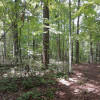 Primitive Camp Sites Private Forest