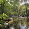 Shaded Brookside Glen