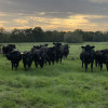 Camp Experience on a Cattle Ranch