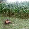 Corn Field by Marsh Creek