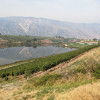 Four Lakes Winery Vineyard